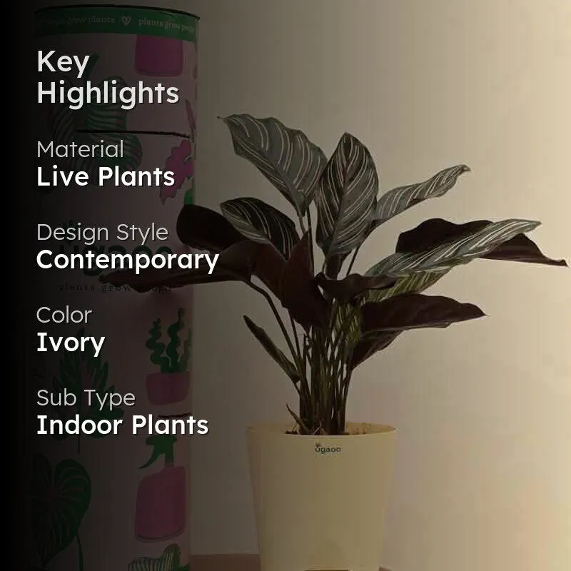 Ugaoo Calathea Sanderiana Plant media 2