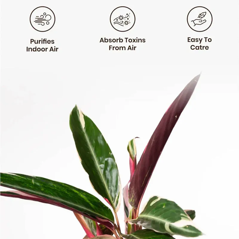 Kyari Calathea Plant With Self Watering Pot (Yellow) - 18 cm media 4