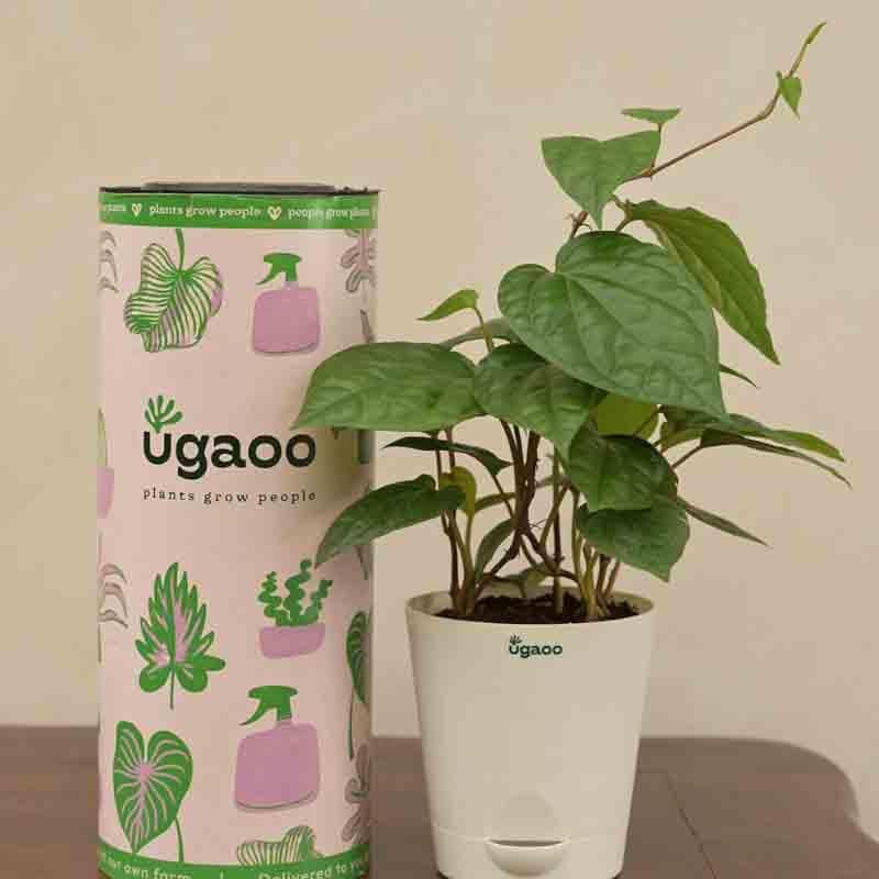 Live Plants