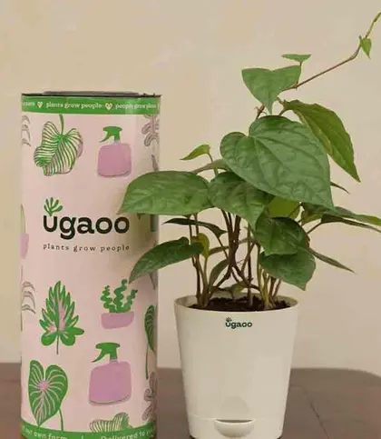 Live Plants
