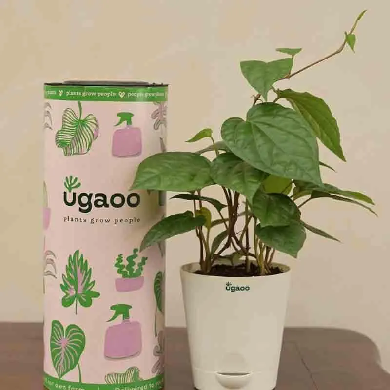 Ugaoo Betel Leaf Plant (Magai Paan) media 1