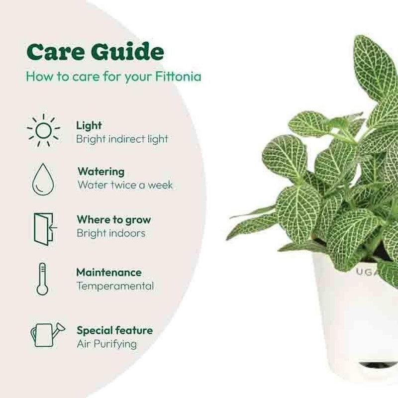 Ugaoo Big Leaf Fittonia Plant media 4