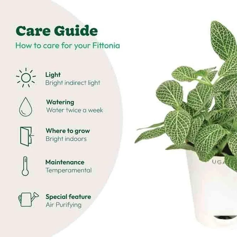 Ugaoo Big Leaf Fittonia Plant media 4