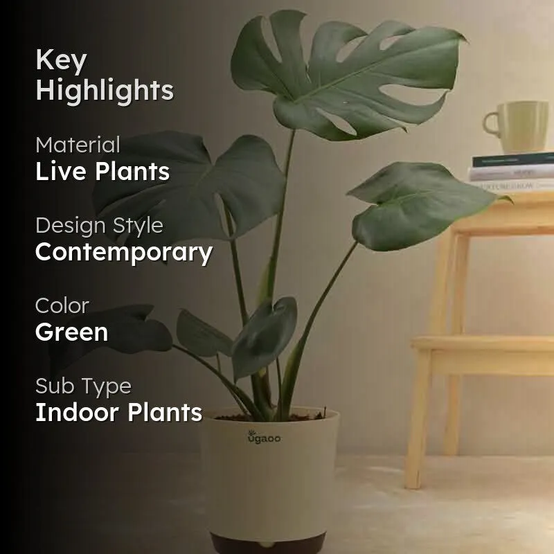 Ugaoo Monstera Deliciosa Plant media 2