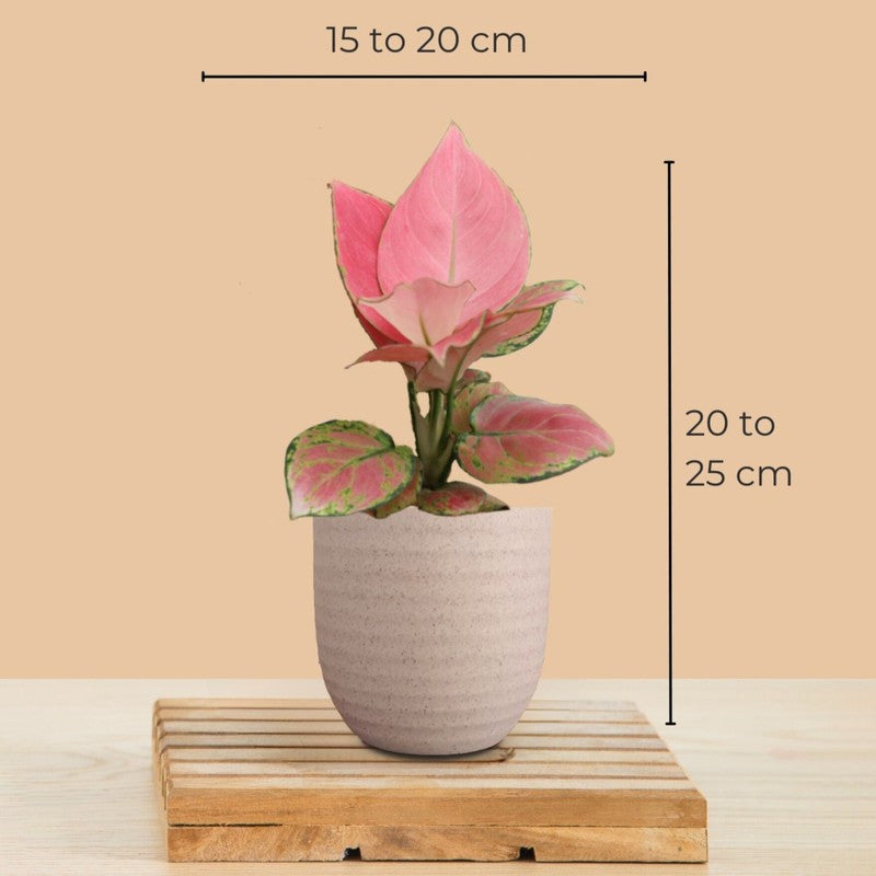 Greenkin Aglaonema & Birkin Live Plants (Ivory) - Set Of Two media 9