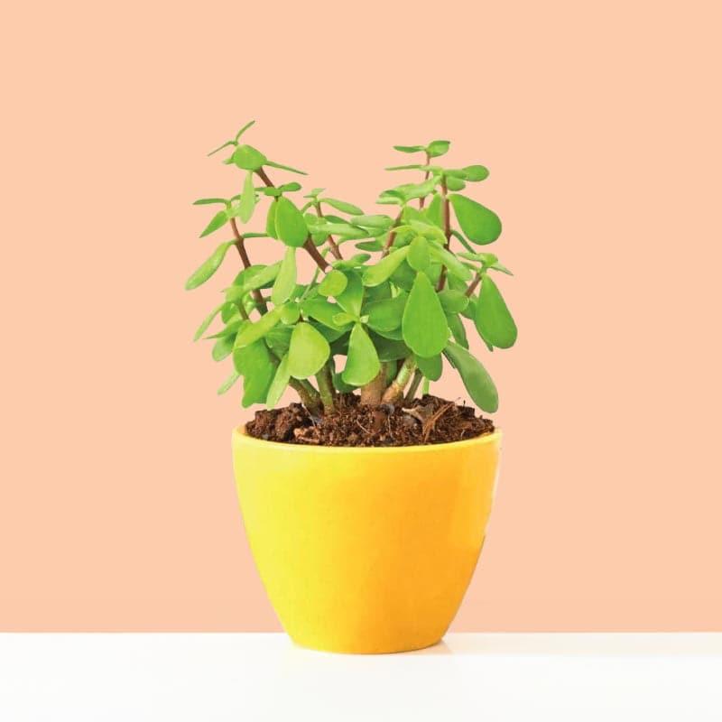 Live Plants