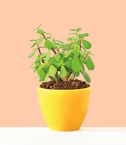 Live Plants