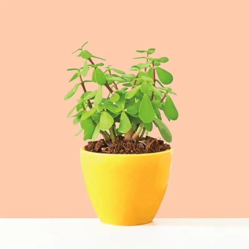 Ugaoo Good Luck Jade Plant With Apple Yellow Ceramic Pot media 1