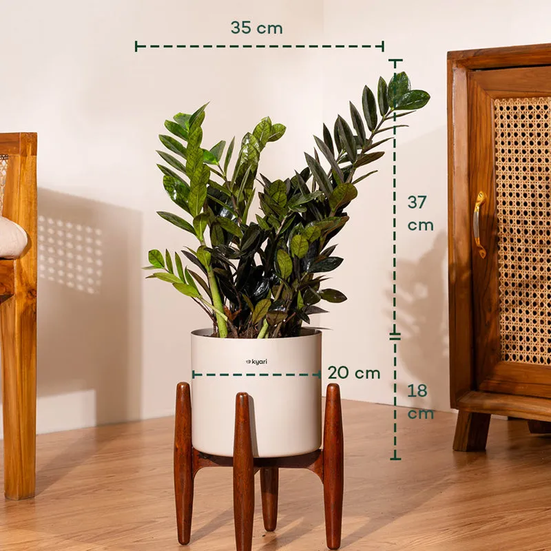 Kyari Black ZZ Plant With Metal Self Watering Pot (Beige) - 2 Feet media 5