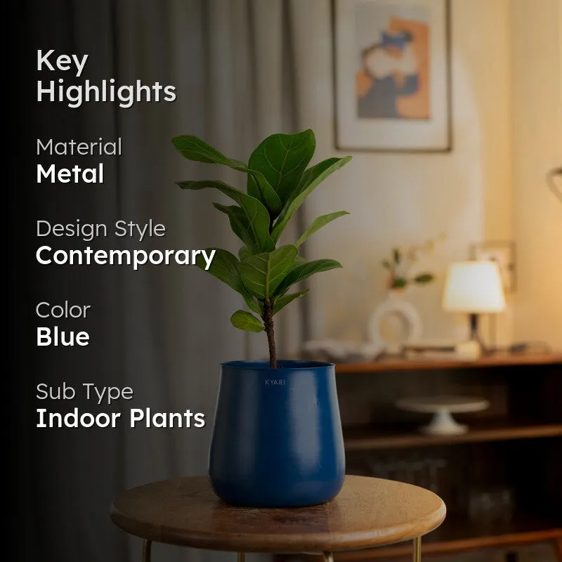 Kyari Fiddle Fig Plant With Metal Self Watering Pot - Blue media 2