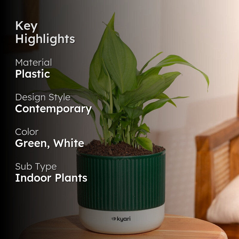 Kyari Peace Lily Plant with Self Watering Pot - Green media 2