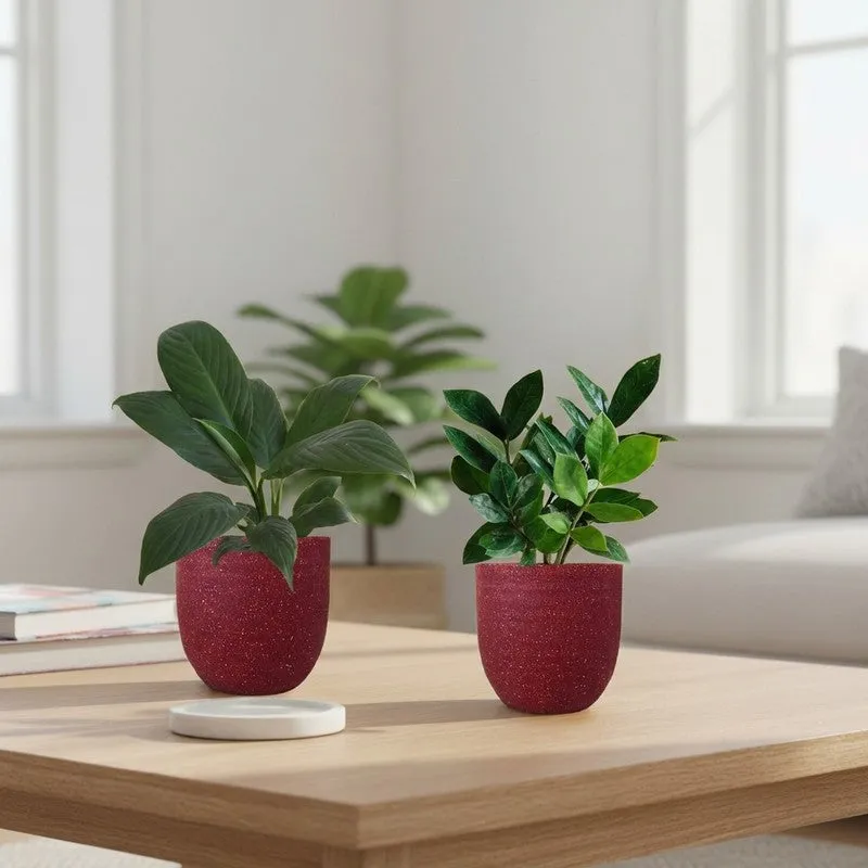 Greenkin ZZ & Peace Lily Live Plants (Red) - Set Of Two media 1