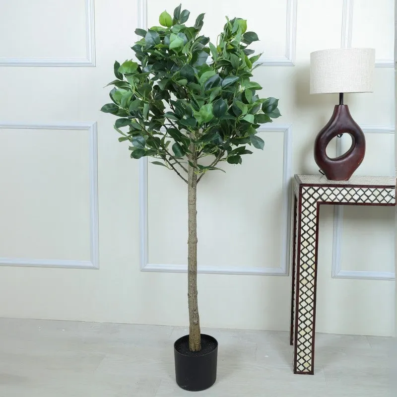 Modern Lush Southern Magnolia Plant without Pot - 4.2 Feet media 4