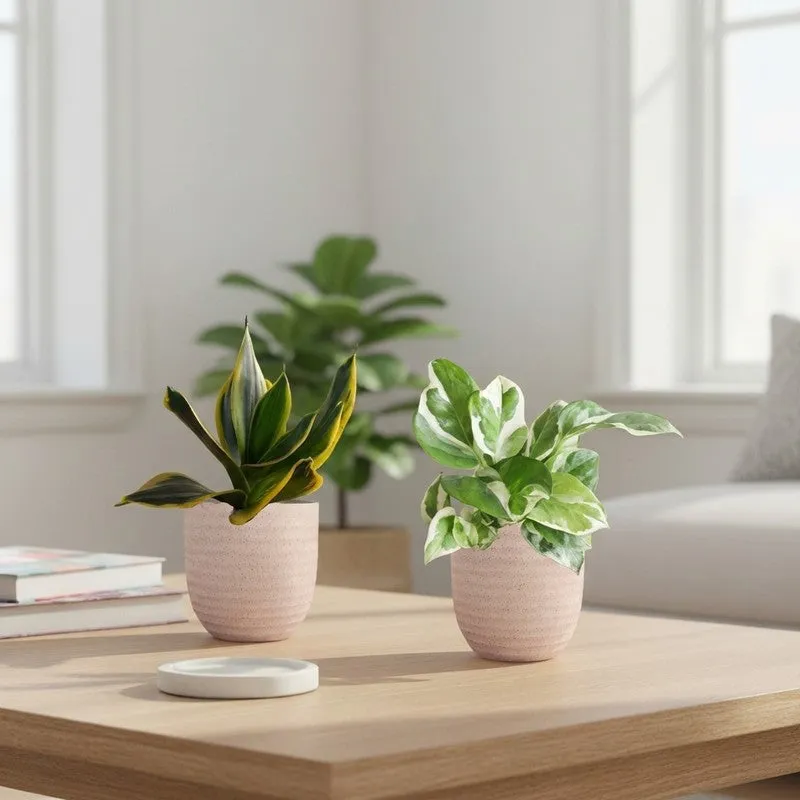 Greenkin Money Plant NJoy & Golden Snake Live Plants (Ivory) - Set Of Two media 1