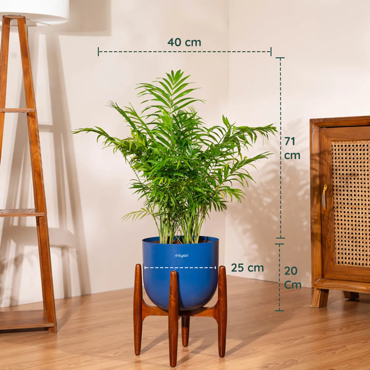 Green areca palm in a blue pot on a wooden stand with size markings