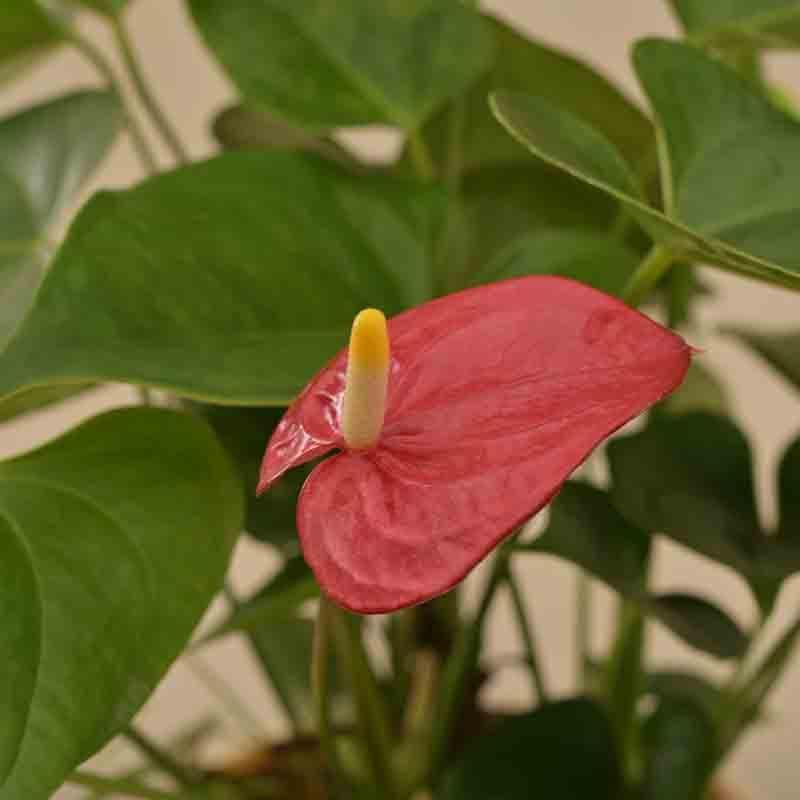 Ugaoo Anthurium Red Flamingo Plant - Big media 3