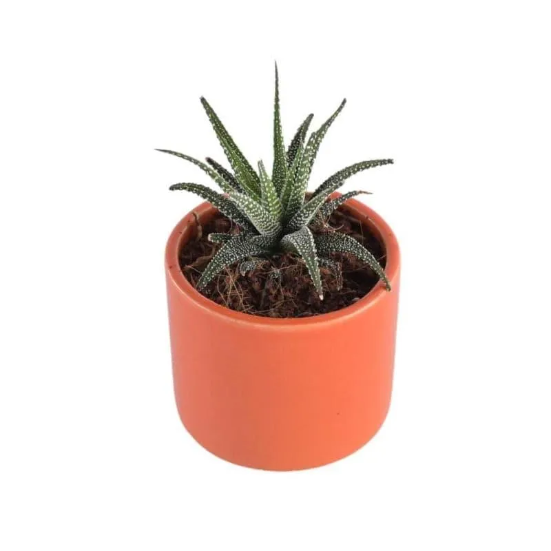 Ugaoo Pipe Orange Ceramic Pot media 3