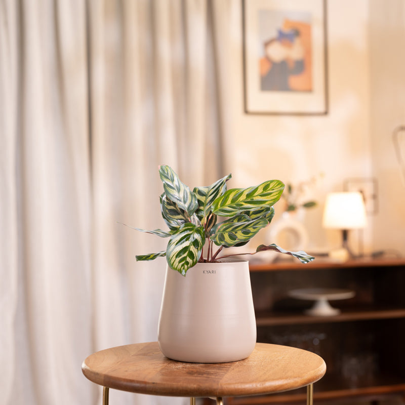 Kyari Peacock Plant With Metal Self Watering Pot - Beige