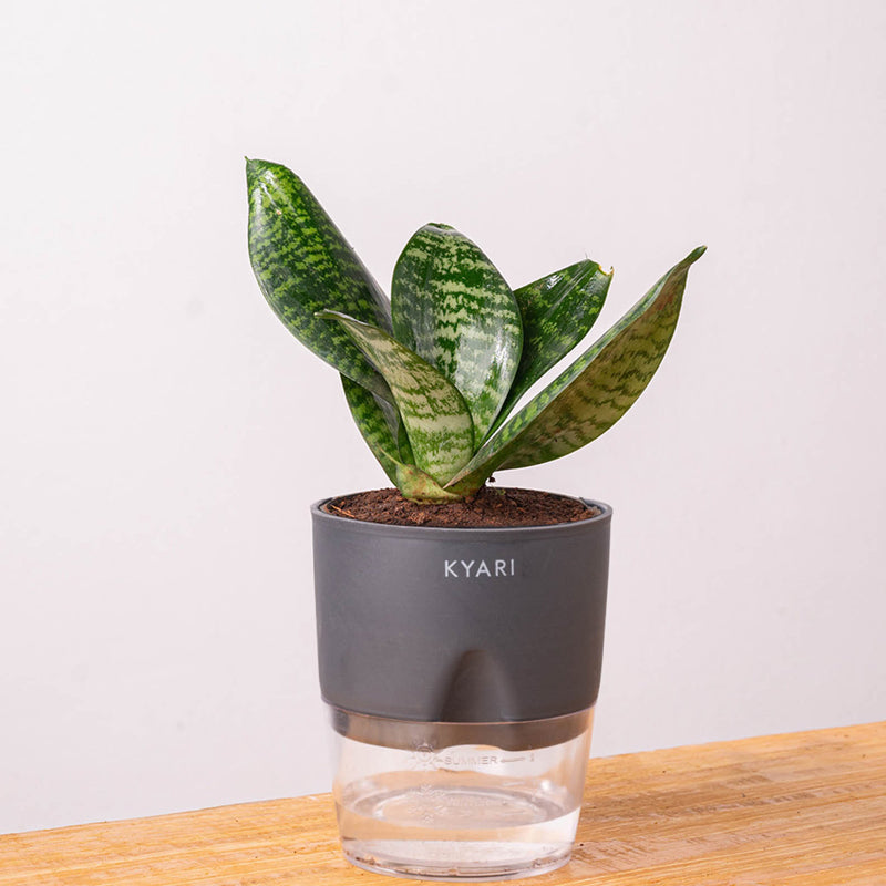 Kyari Sansevieria Snake Plant With Pot (Grey) - 18 cm media 7