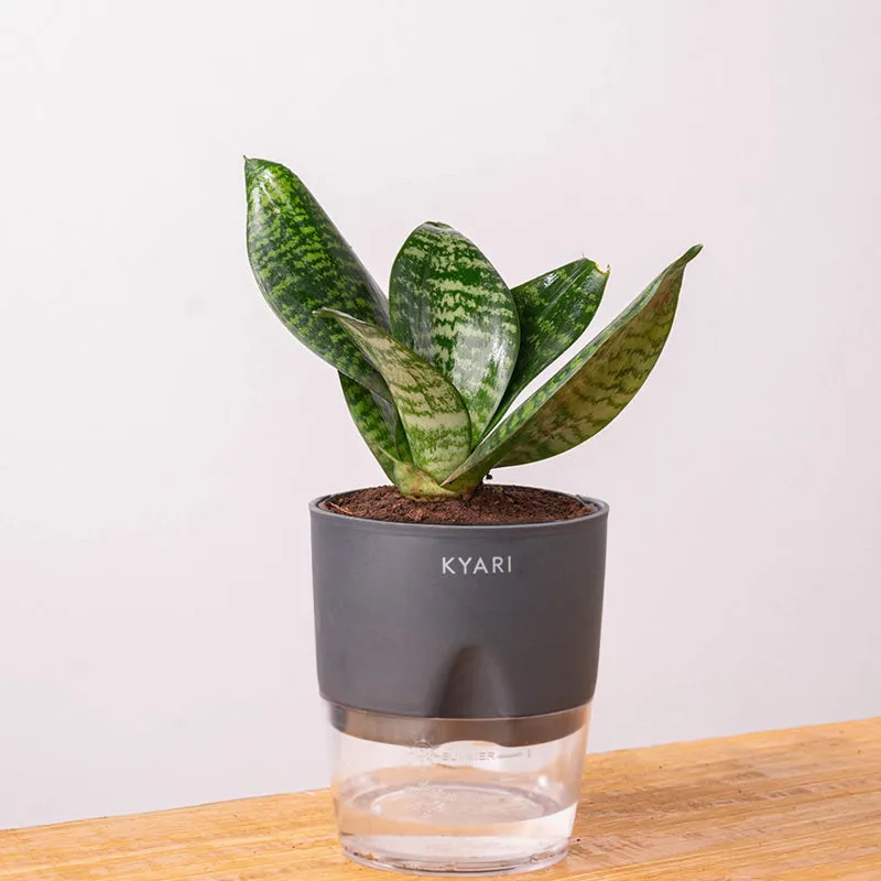 Kyari Sansevieria Snake Plant With Pot (Grey) - 18 cm media 7