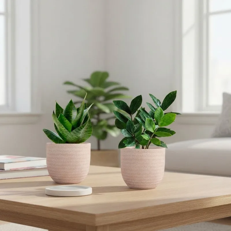 Greenkin ZZ & Snake Live Plants (Ivory) - Set Of Two media 1