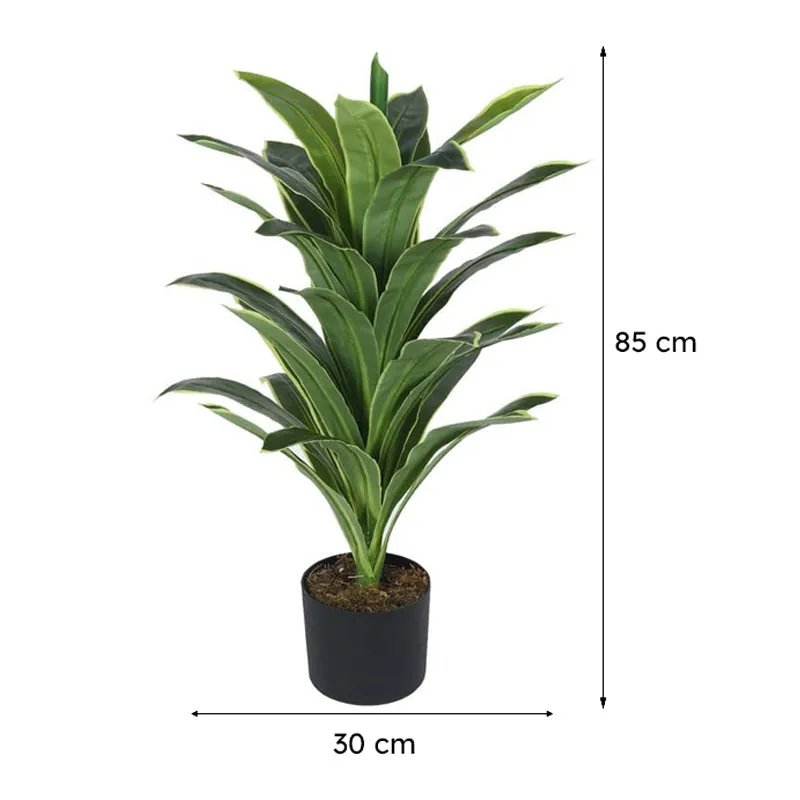 Faux Dracaena Reflexa plant with 85 cm height and 30 cm width markers