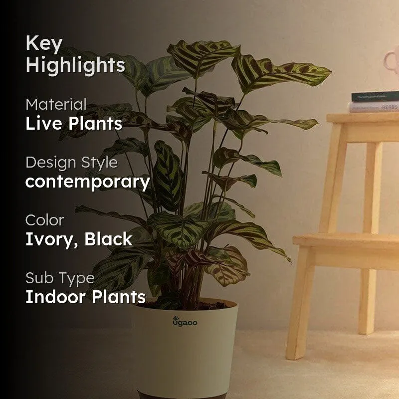 Ugaoo Peacock Live Plant With Self Watering Pot - Large media 2