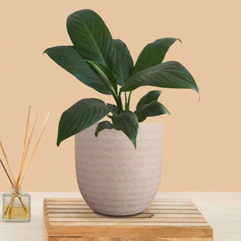 Greenkin Peace Lily Live Plant - Ivory media 3
