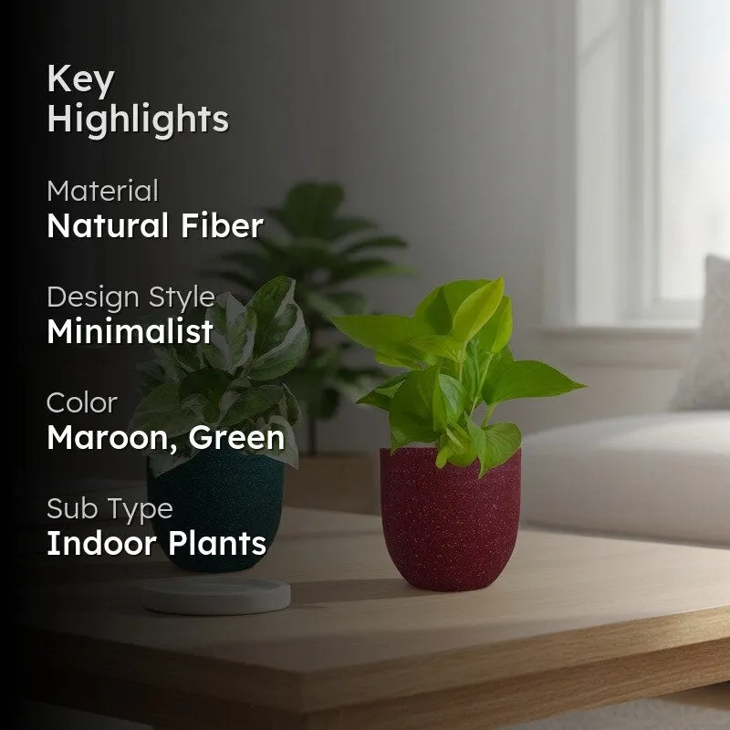 Greenkin Bathroom Live Plants - Set Of Two media 2