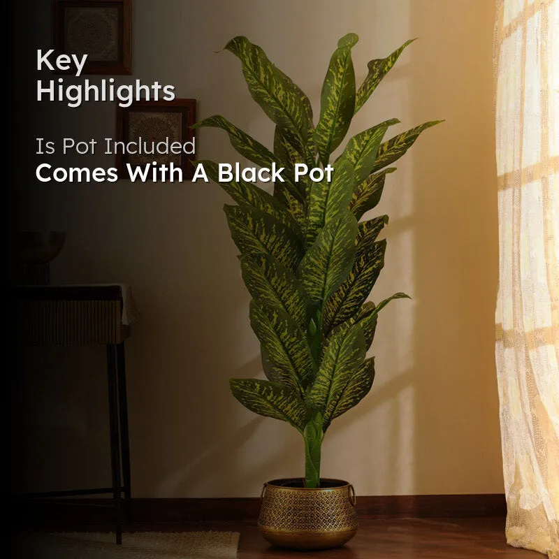 Artificial Dieffenbachia Plant With Black Plastic Pot 5.5 ft media 2