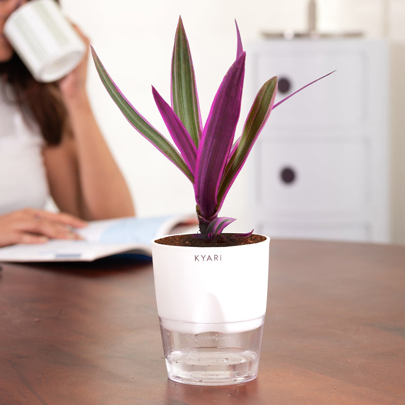 Kyari Rhoeo Tricolor Plant With Self Watering Pot - White media 4