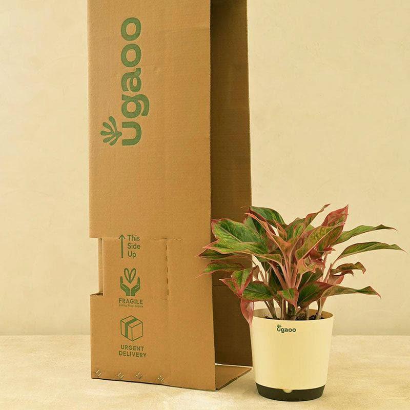 Ugaoo Aglaonema Natural Live Indoor Plant - Large media 3