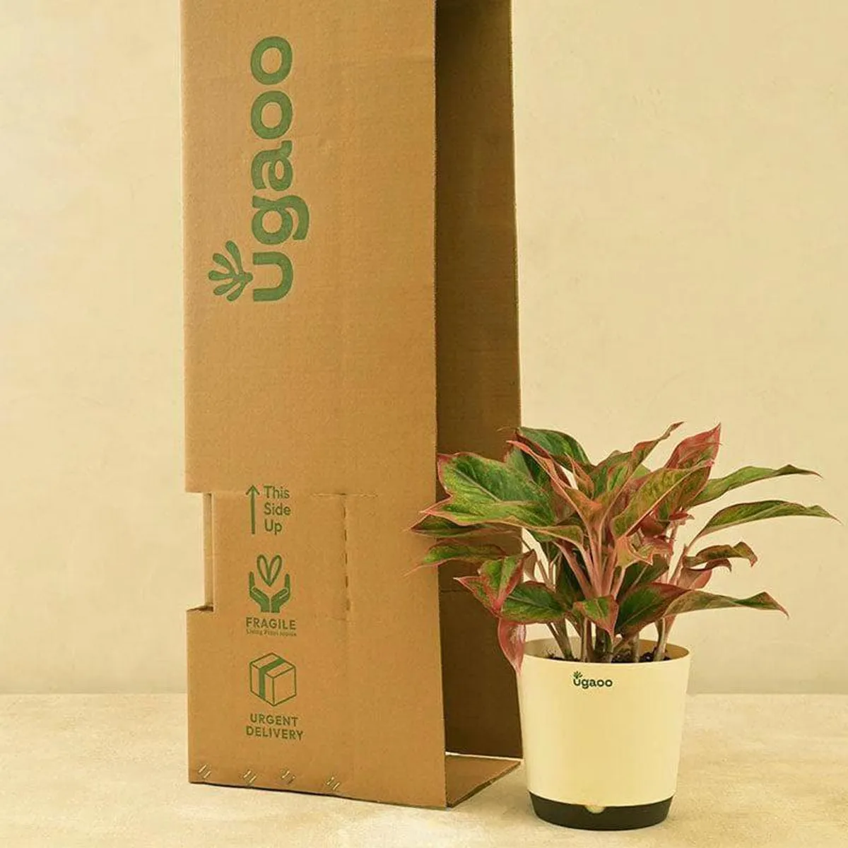 Aglaonema plant shown beside its protective cardboard packaging