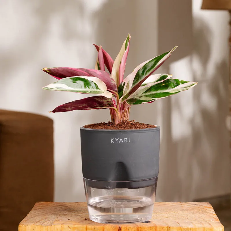 Kyari Calathea Plant With Self Watering Pot (Grey) - 18 cm media 1