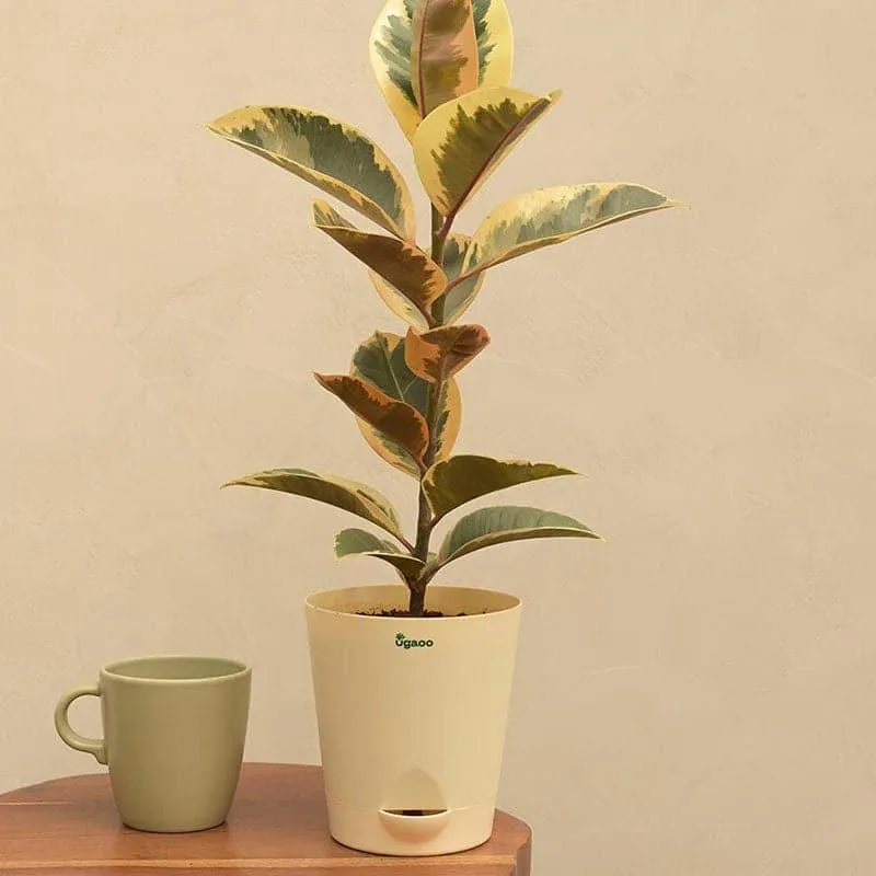 Ugaoo Tineke Rubber Plant With Self Watering Pot media 1