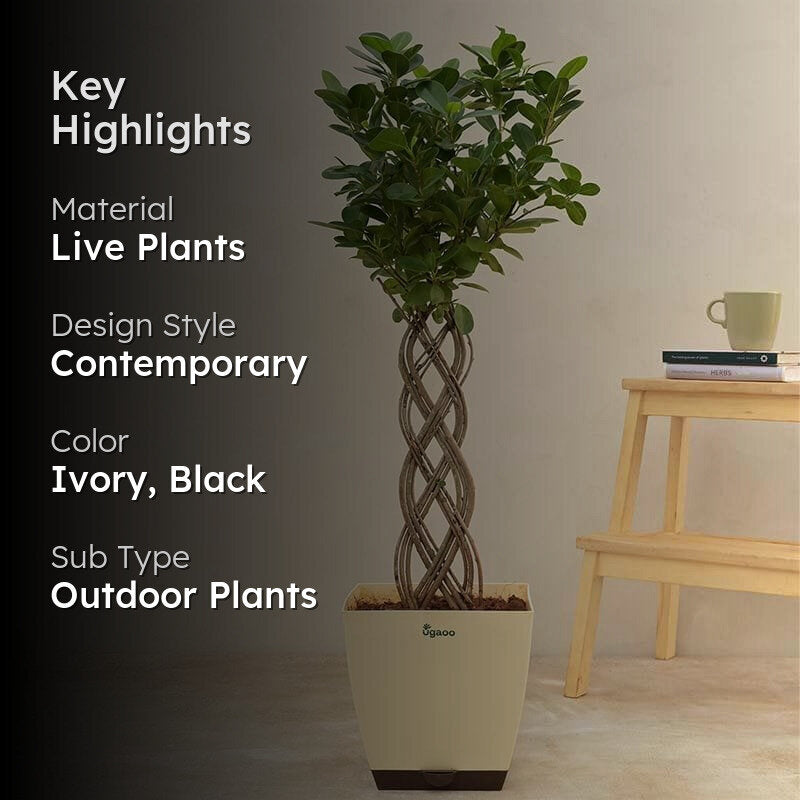 Ugaoo Netted Ficus Tree media 2