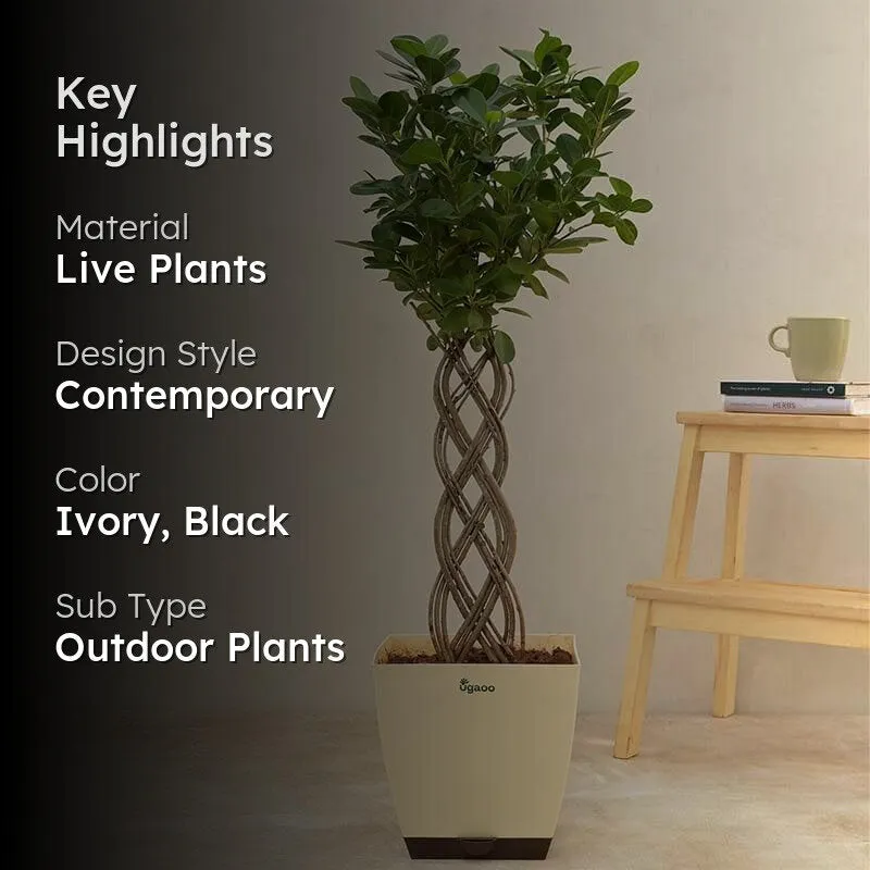 Ugaoo Netted Ficus Tree media 2