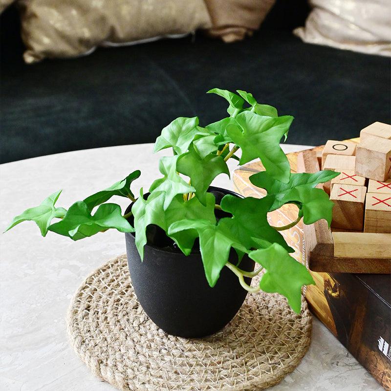 Ivella Artificial Mini Ivy Plant With Basic Black Plastic Pot - 14 cm media 5