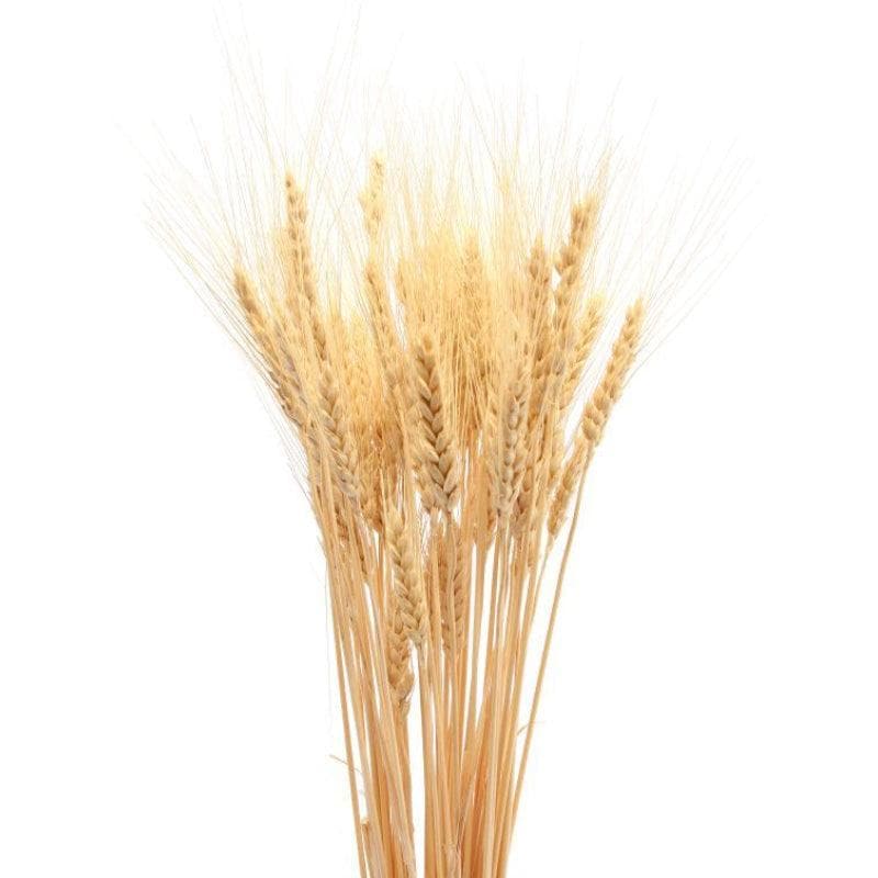 Naturally Dried Wheat Grass Stems - Set Of Thirty media 3