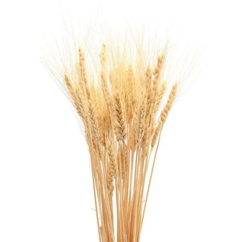 Naturally Dried Wheat Grass Stems - Set Of Thirty media 3