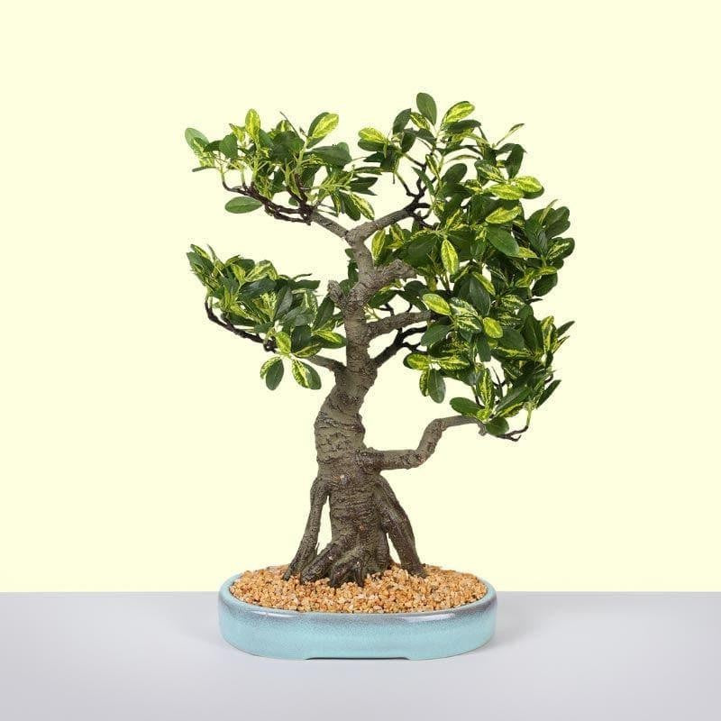 Faux Schefflera Bonsai In Tray Pot - 48 cms