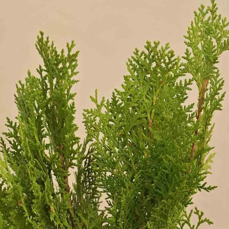 Ugaoo Thuja Plant media 3