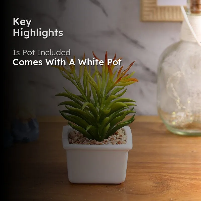 Faux Senecio In White Pot - 16 cms media 2