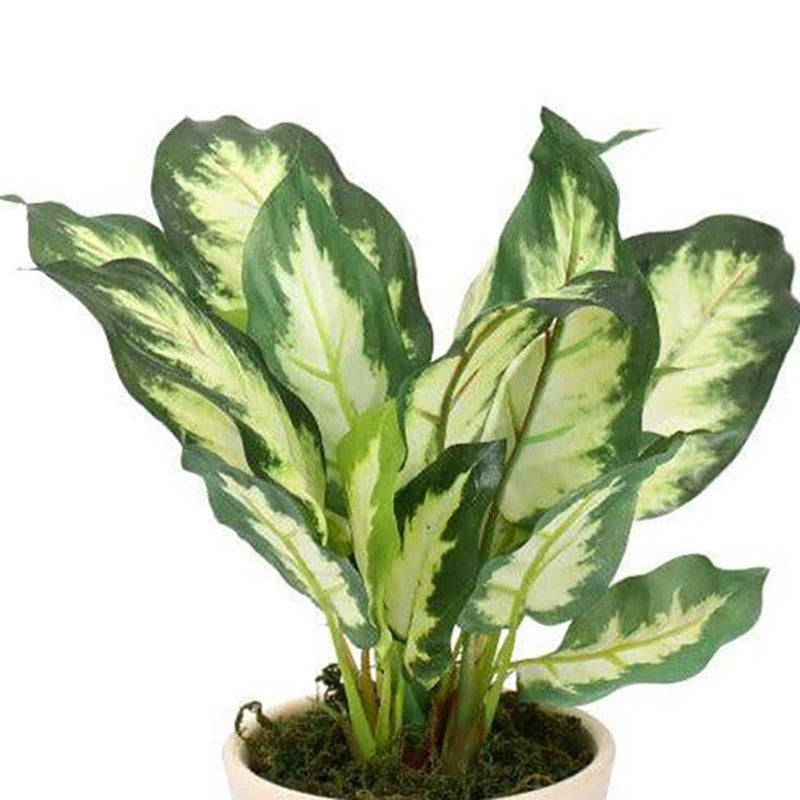 Faux Dieffenbachia Bonsai In Ceramic Pot (26 cms) - White Green media 3