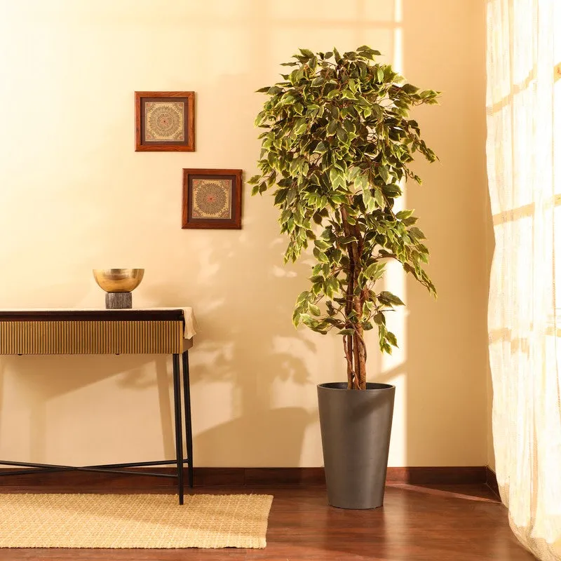 Artificial Variegated Ficus Plant With Black Plastic Pot - 6 ft media 3