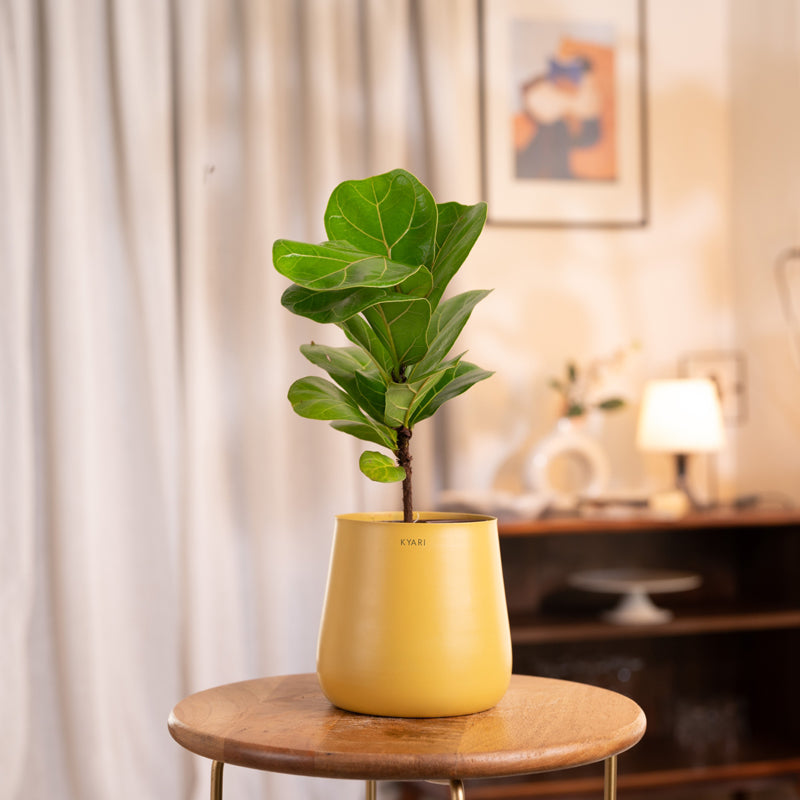 Kyari Fiddle Fig Plant With Metal Self Watering Pot - Yellow