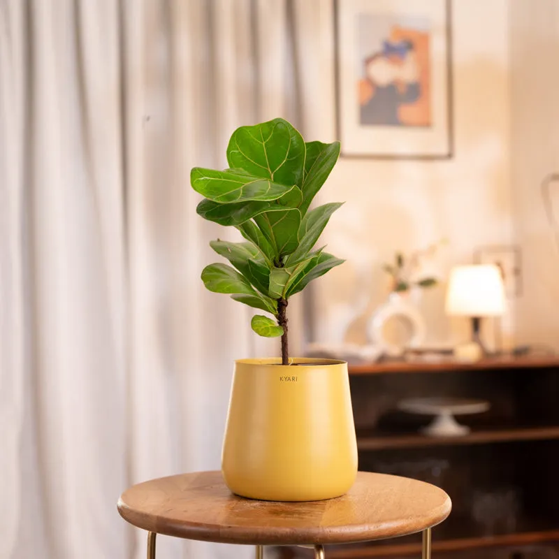 Kyari Fiddle Fig Plant With Metal Self Watering Pot - Yellow media 1