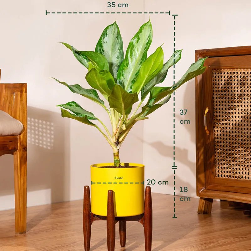 Kyari Aglonema Ice Plant With Metal Self Watering Pot (Yellow) media 5