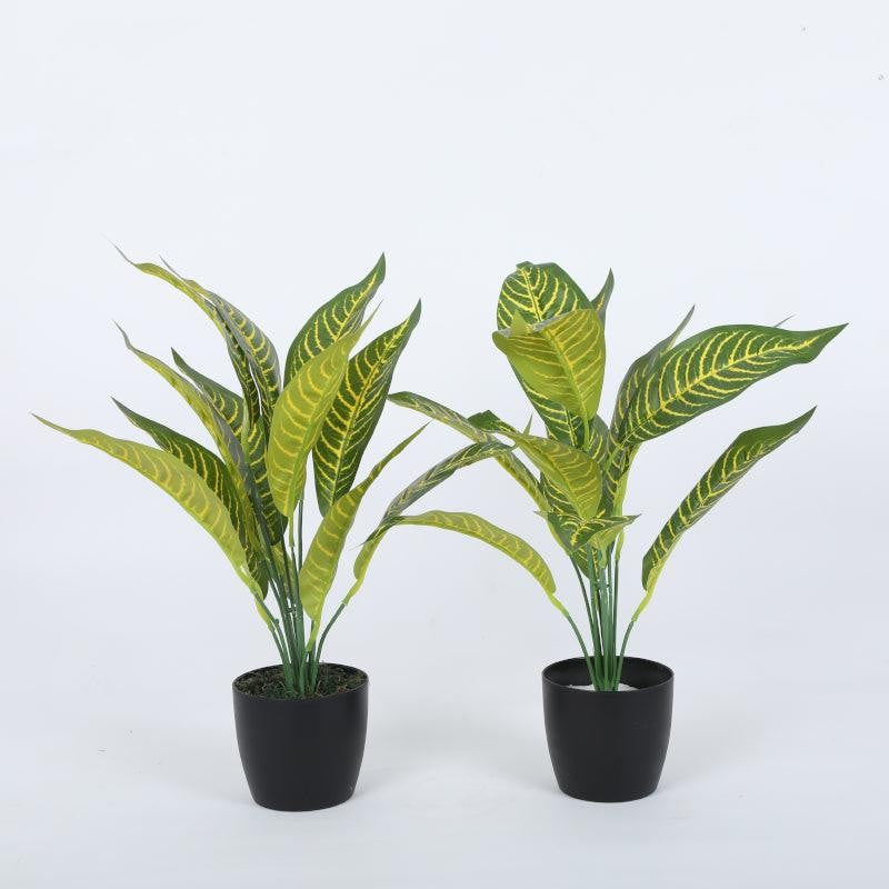 Faux Dracaena Plant With Black Plastic Pot (50 cms) - Set Of Two media 4