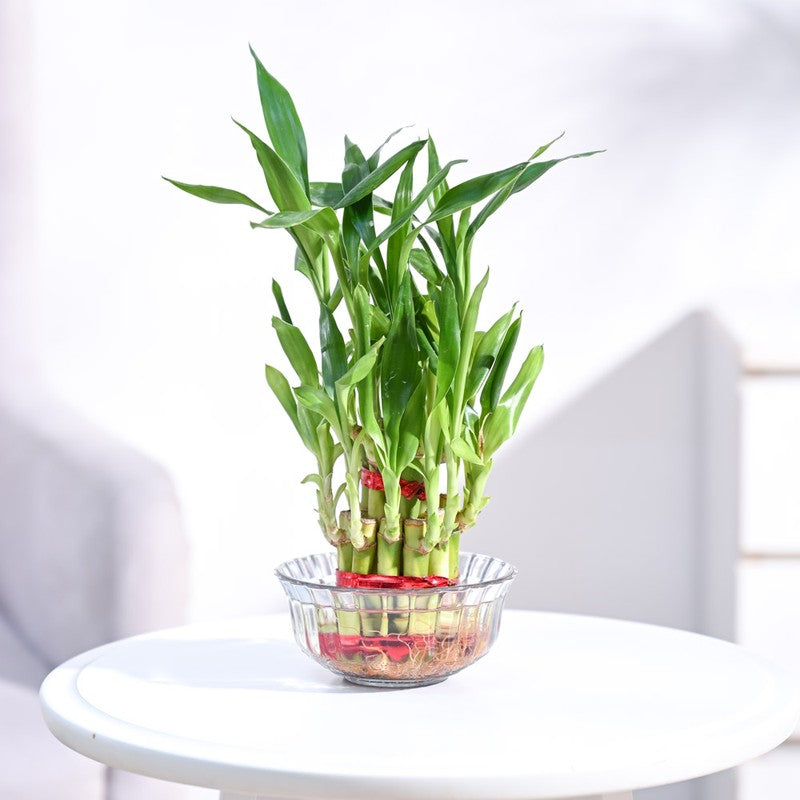 Live Plants